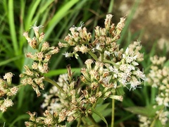 Eupatorium japonicum