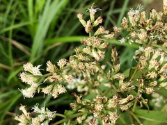 Eupatorium japonicum