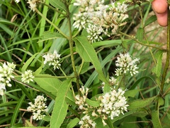 Eupatorium japonicum