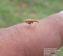 Pseudallapoderus sissus