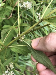 Eupatorium japonicum