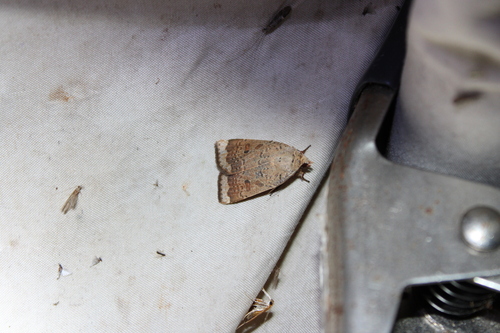 Greater Red Dart photo 6