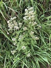 Eupatorium japonicum