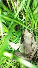 Rana latastei
