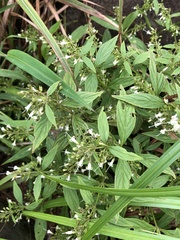 Oldenlandia matthewii