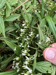 Oldenlandia matthewii
