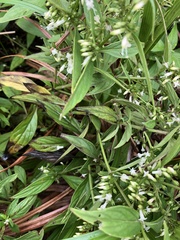 Oldenlandia matthewii