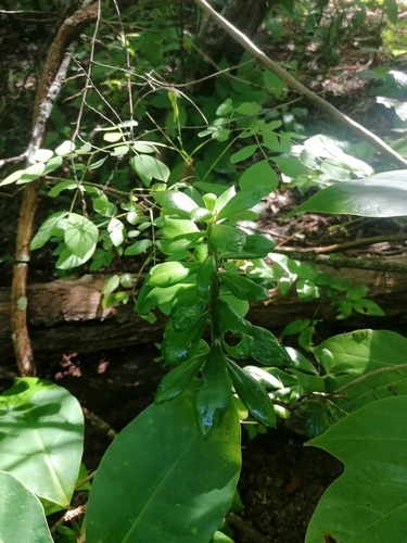 Pereskiopsis kellermanii, photograph 6