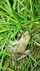 Rana latastei