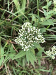Eupatorium chinense