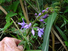 Calanthe sylvatica