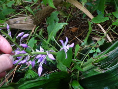 Calanthe sylvatica