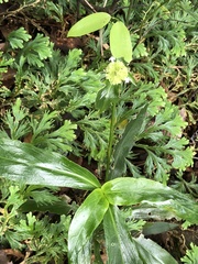 Oldenlandia bracteosa