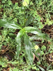 Oldenlandia bracteosa