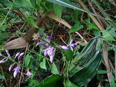 Calanthe sylvatica