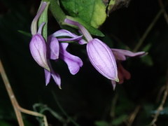 Calanthe sylvatica