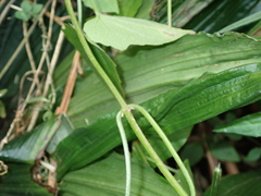 Calanthe sylvatica
