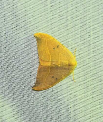 Oak Hook-tip, Vlashof, 5011 Tilburg, Netherlands, photo 5 of 10