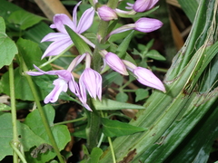 Calanthe sylvatica