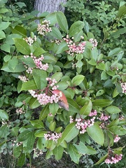 Viburnum cassinoides image