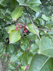 Viburnum cassinoides image