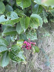 Viburnum cassinoides image