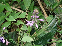 Calanthe sylvatica