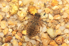 Macromia urania
