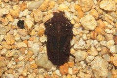 Heliogomphus scorpio