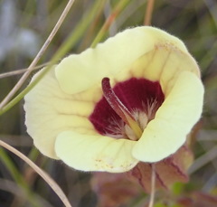 Melasma scabrum scabrum