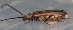 Xystrocera erosa