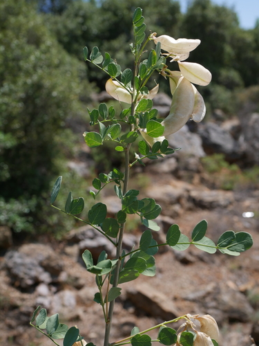 Bladder-senna