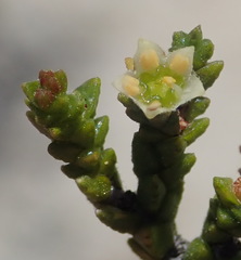 Diosma apetala