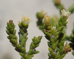 Diosma apetala