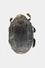 Byrrhus pilula