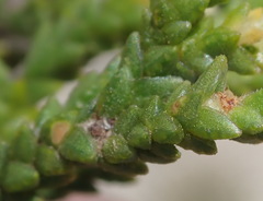 Diosma apetala