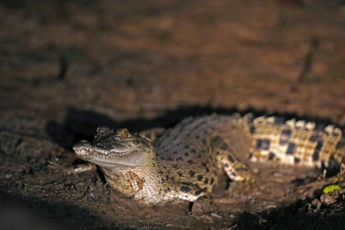 Saltwater crocodile