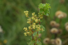 Alchemilla natalensis
