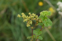 Alchemilla natalensis