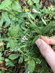 Andrographis paniculata