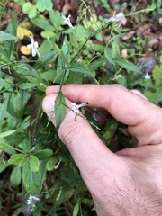 Andrographis paniculata