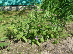 Pulmonaria saccharata