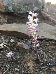 Lachenalia comptonii