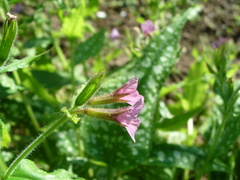 Pulmonaria saccharata