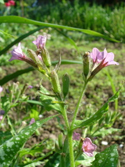 Pulmonaria saccharata