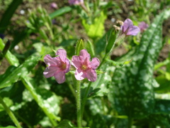 Pulmonaria saccharata