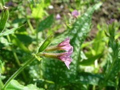 Pulmonaria saccharata