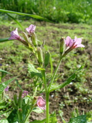 Pulmonaria saccharata