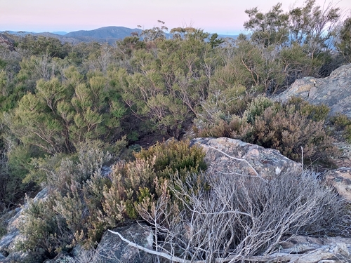 Prostanthera phylicifolia, photograph 5