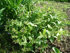 Pulmonaria saccharata